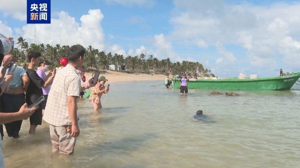 盈通策略 海南启动跨区域联合救助行动 送海豹“阿侬”回家